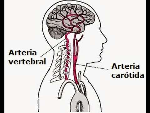 Arteria vertebral: anatomía, ramas, recorrido, izquierda, derecha y más