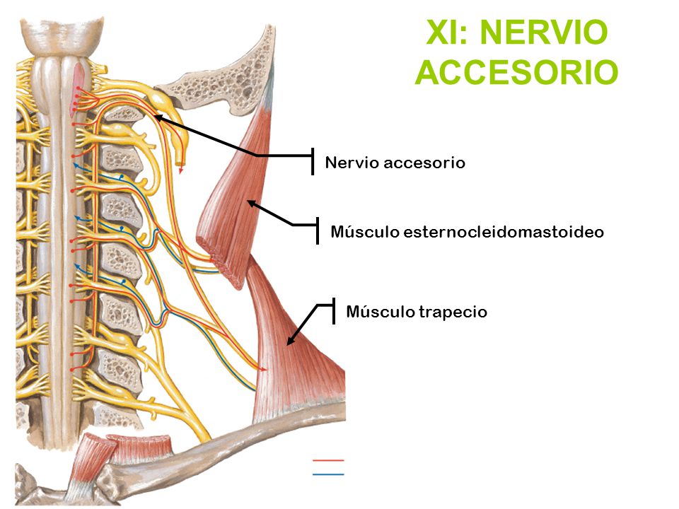 nervio accesorio