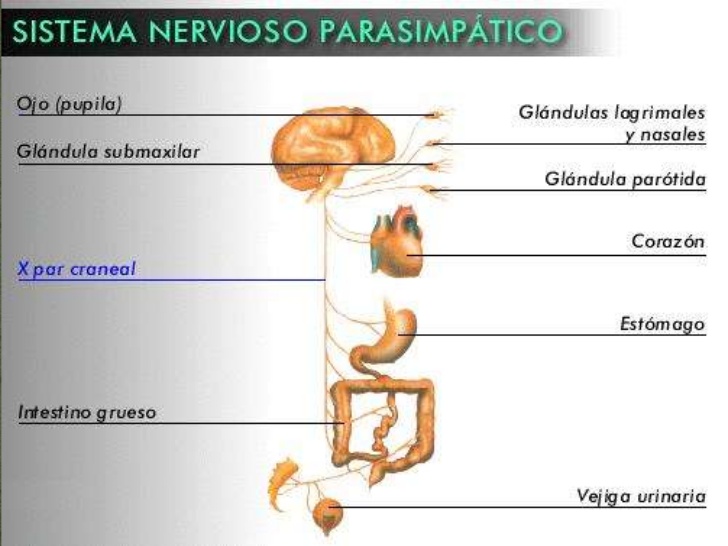 Sistema Nervioso Parasimpático