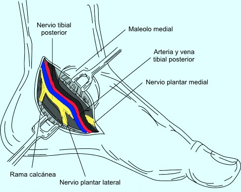 nervio femorocutáneo