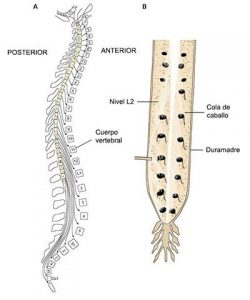 médula espinal 9