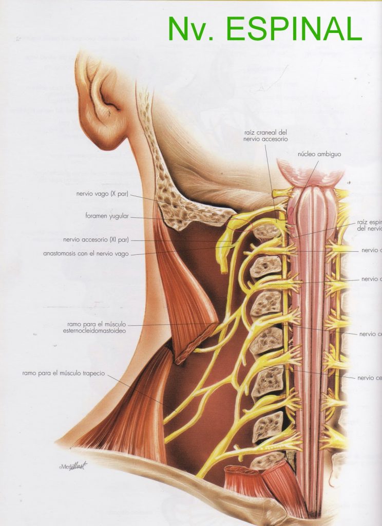 Nervio Espinal