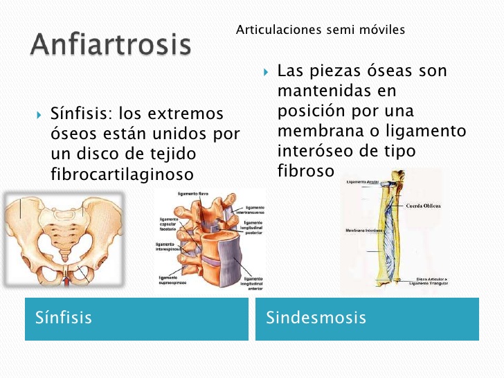 Anfiartrosis