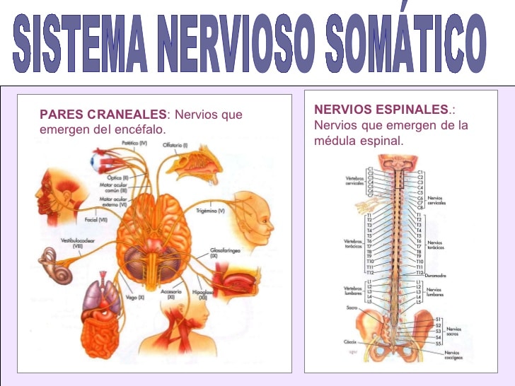 Sistema nervioso somático