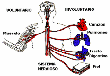 Sistema nervioso somático