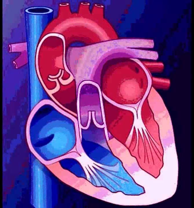Arteria Aorta: ¿Qué es? Anatomía, función, recorrido, ubicación y más