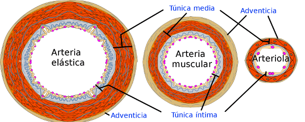 Tipos de Arterias