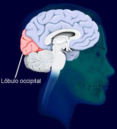 Lóbulo occipital