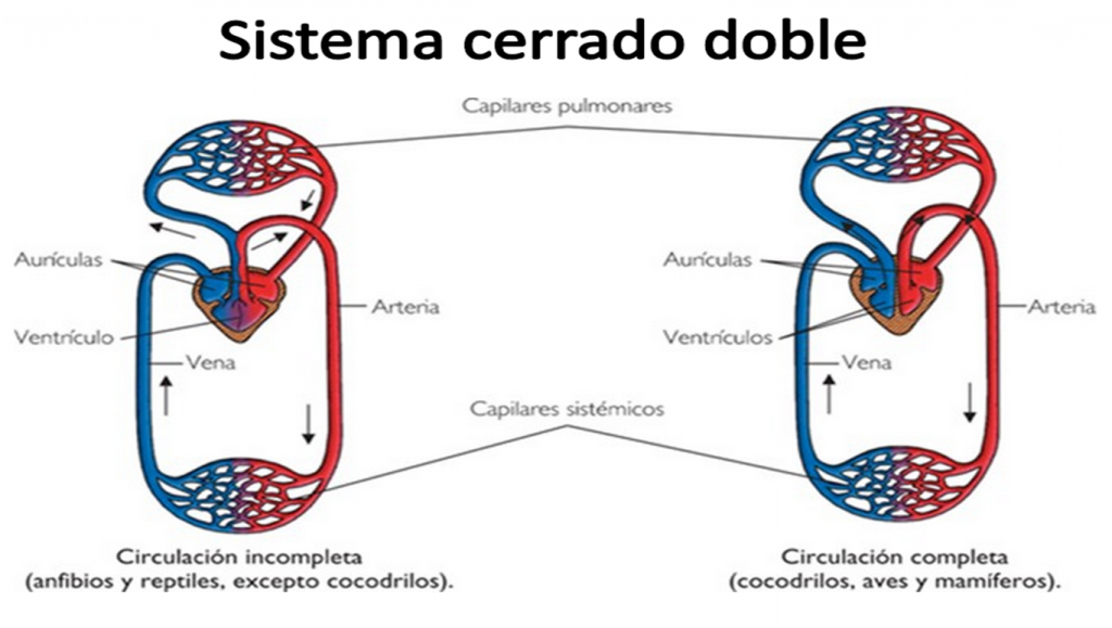 Sistema circulatorio cerrado