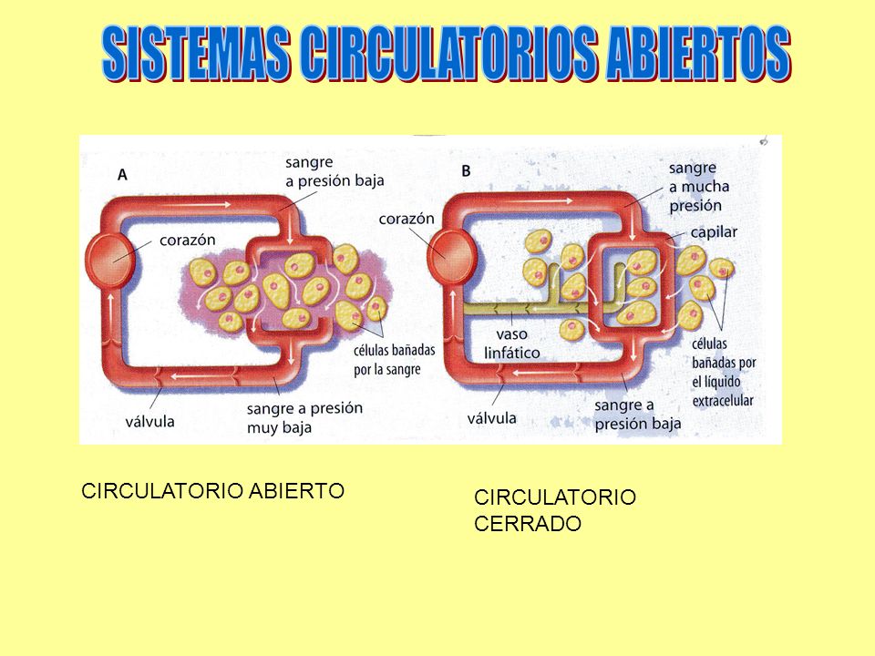 Sistema circulatorio abierto