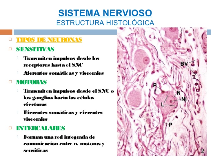 ver-Sistema Nervioso Central-42