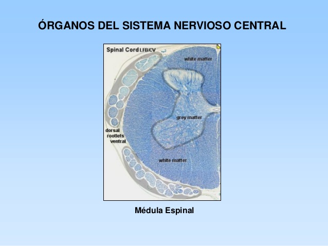 ver-Sistema Nervioso Central-49