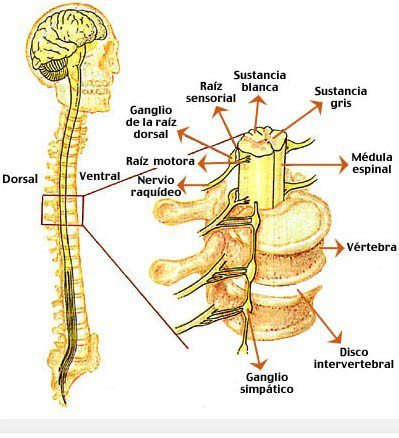 ver-Sistema Nervioso Central-55