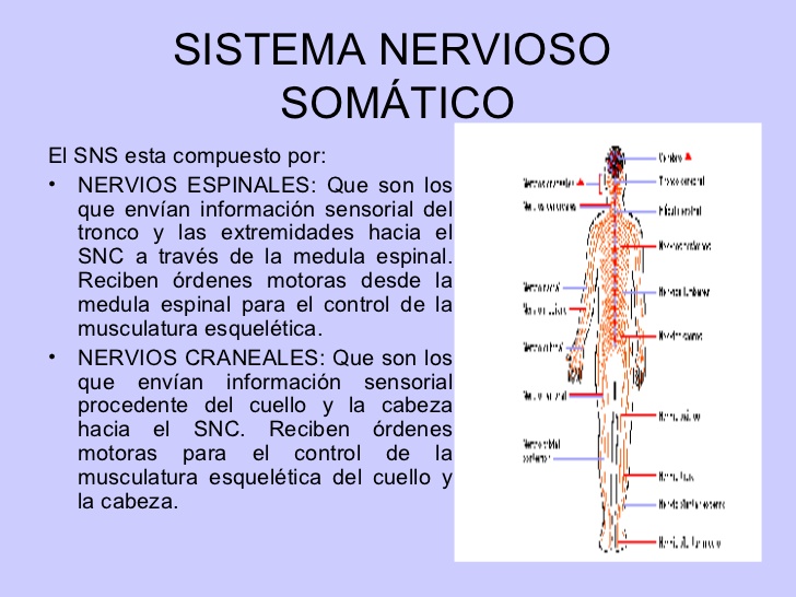 ver-Sistema Nervioso Central-62