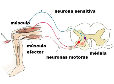 ver-Sistema Nervioso Central-63