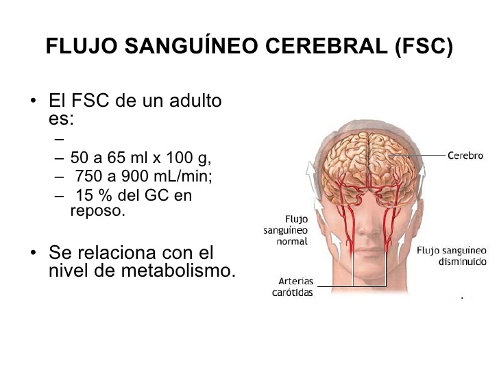 ver-Sistema Nervioso Central-68
