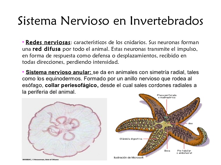 ver-Sistema Nervioso Central-71