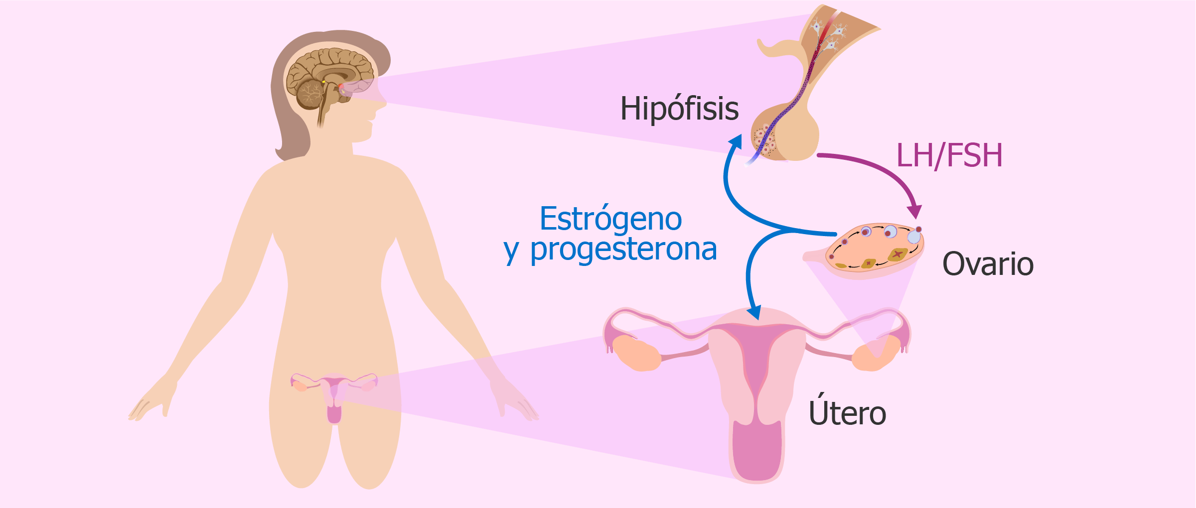 Androgenos altos en la mujer sintomas