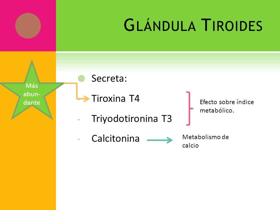 glándulas endocrinas