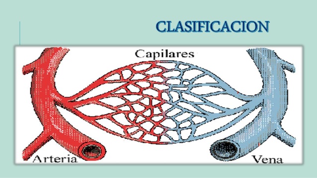 Vasos capilares anatomia
