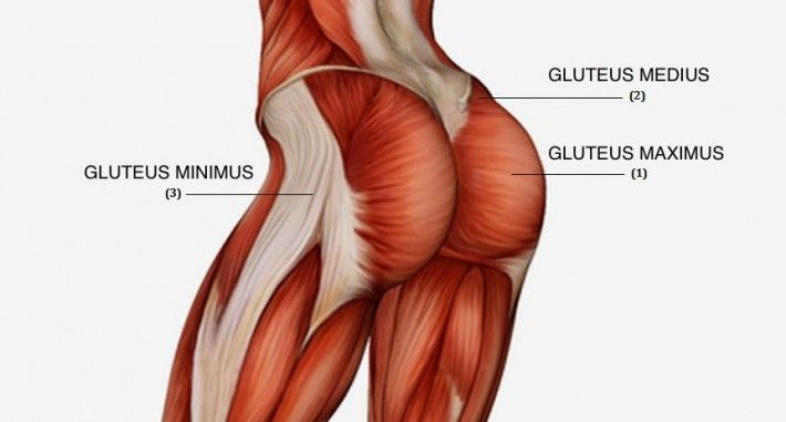 Músculos del glúteo