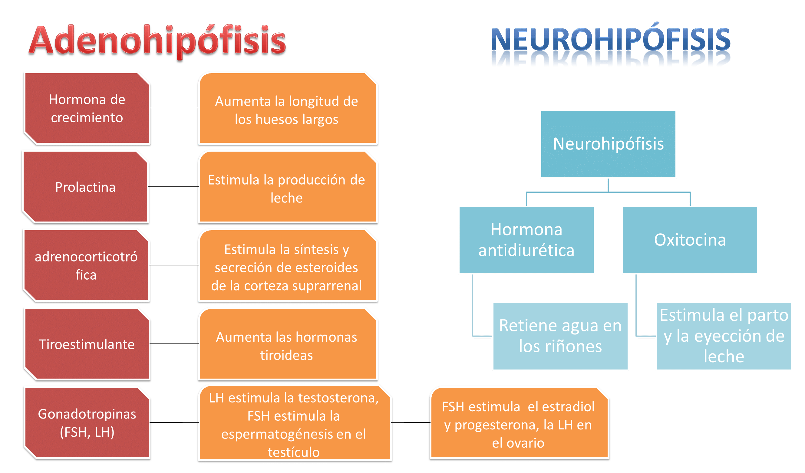 neurohipófisis