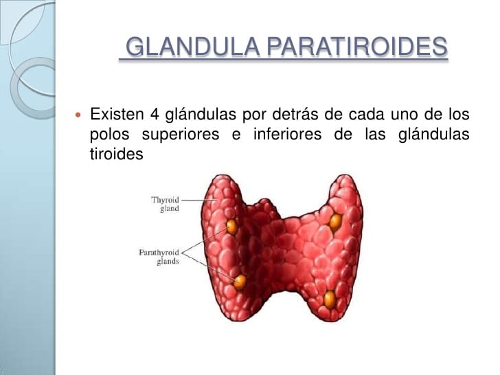 paratiroides