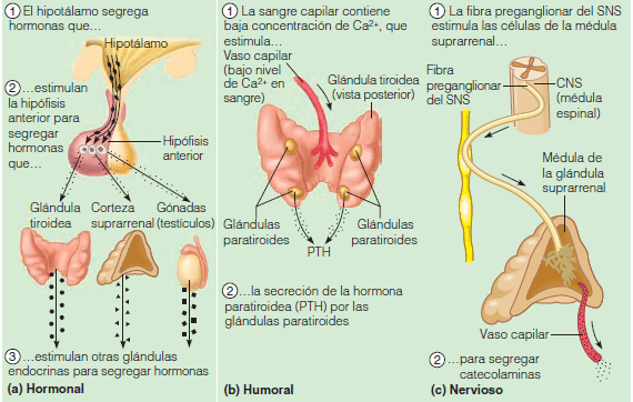paratiroides