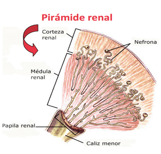 partes del riñón