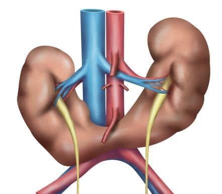 riñón en herradura