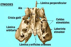 Huesos maxilares-10