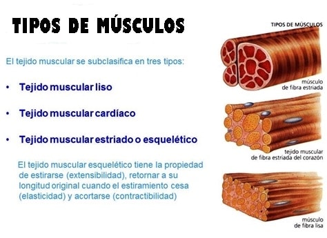 Clasificación de los Músculos-3