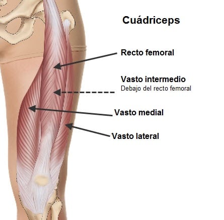 Músculos de la pierna 