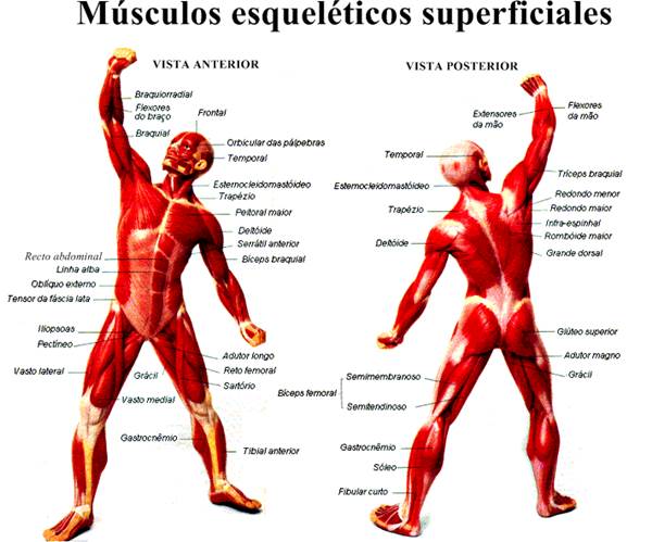 Músculos esqueléticos 
