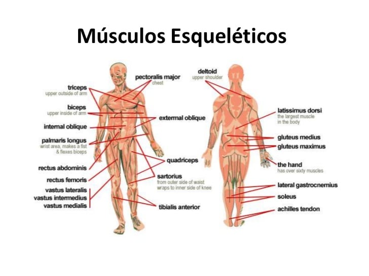 Tipos de Musculos