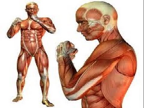 Cuantos músculos tiene el cuerpo humano