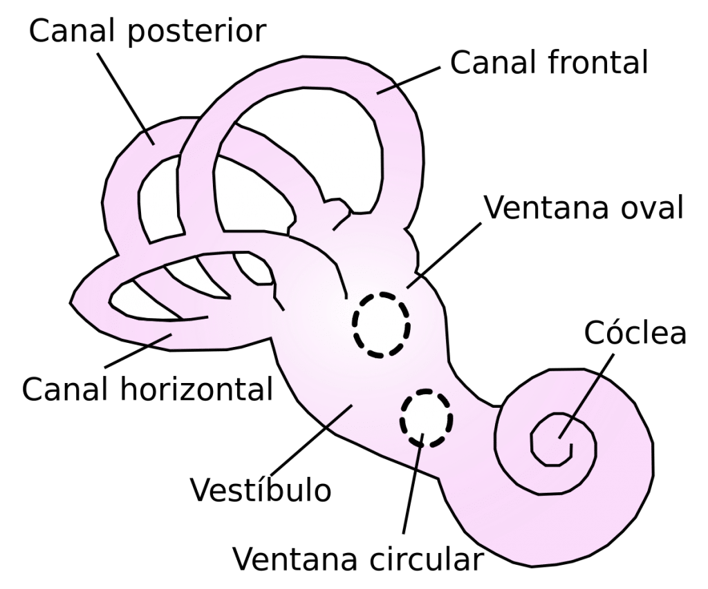 huesos del oído