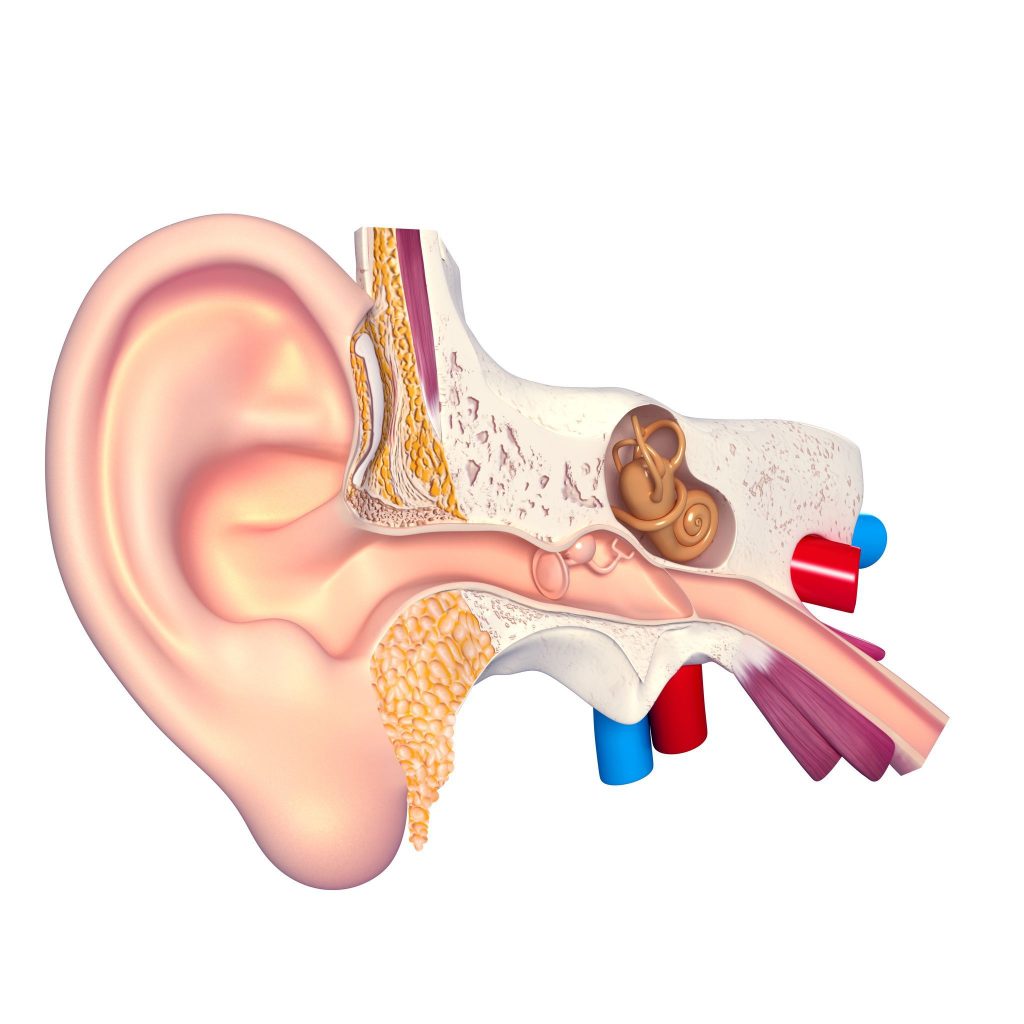 huesos del oído