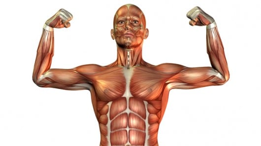 Clasificación de los Músculos-1