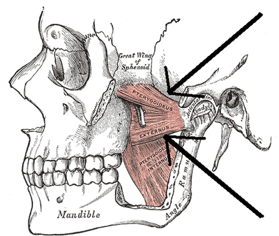 Músculo pterigoideo