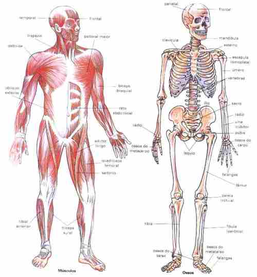 Sistema Muscular y Esquelético