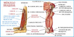 Músculos branquiales
