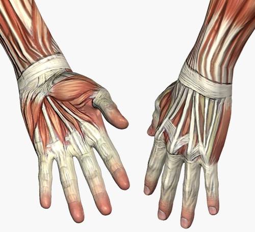 Músculos de la mano