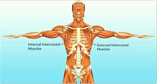 músculos intercostales
