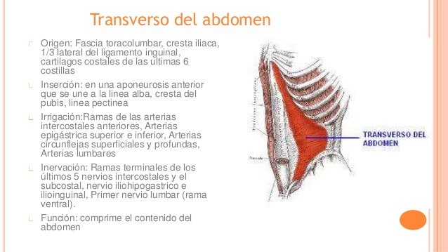 músculos del abdómen