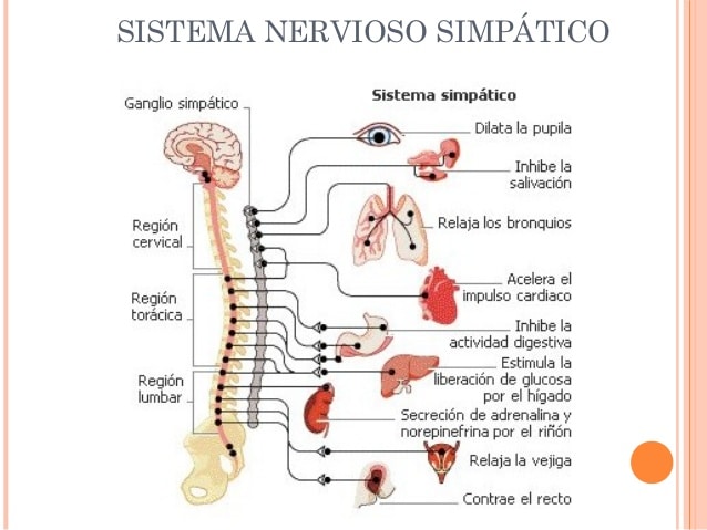 Sistema Nervioso Simpático