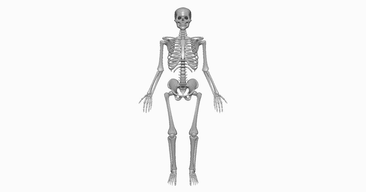 Sistema Óseo Conoce el Esqueleto Humano