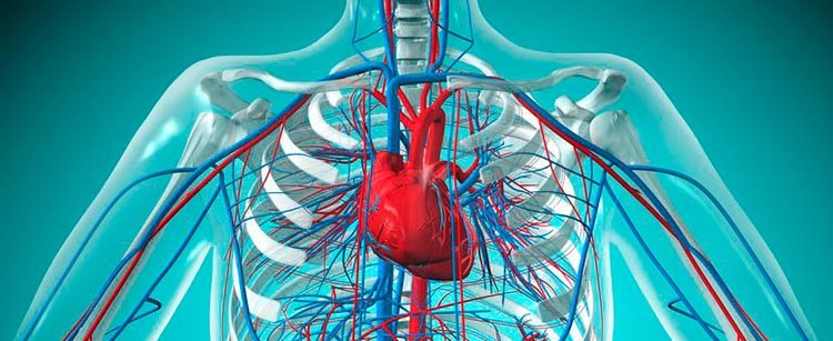 corazon y sistema circulatorio